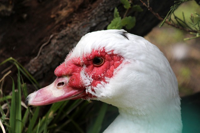踏上运动赛 踏上运动赛